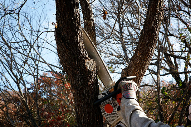 Reliable Sun Prairie, MT Tree Removal Services Solutions