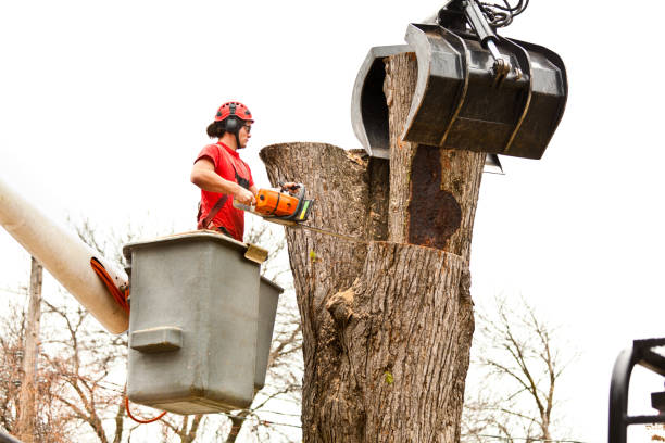 How Our Tree Care Process Works  in  Sun Prairie, MT